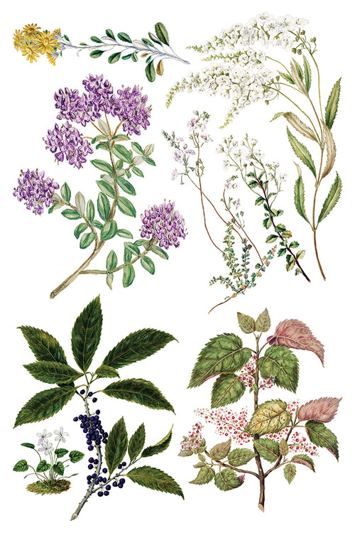 NEW IOD Sarah Featons Botanicals , Rub on Transfer 12" x 8" Pad.