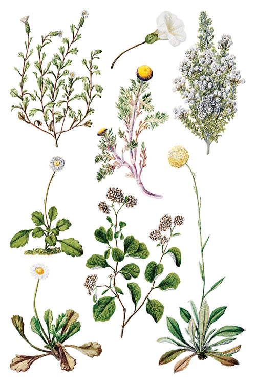 NEW IOD Sarah Featons Botanicals , Rub on Transfer 12" x 8" Pad.