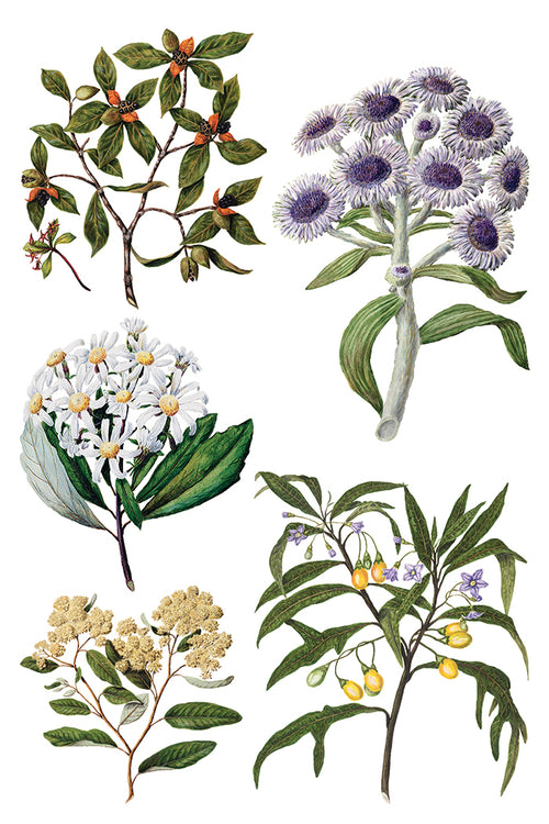 NEW IOD Sarah Featons Botanicals , Rub on Transfer 12" x 8" Pad.