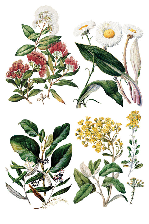NEW IOD Sarah Featons Botanicals , Rub on Transfer 12" x 8" Pad.