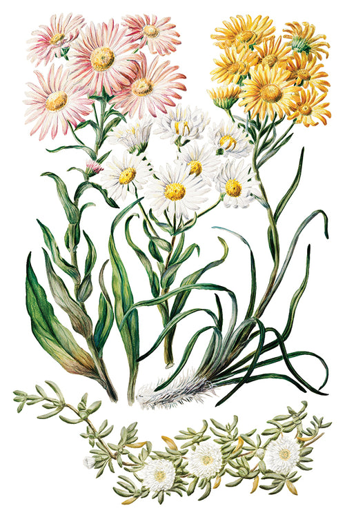 NEW IOD Sarah Featons Botanicals , Rub on Transfer 12" x 8" Pad.