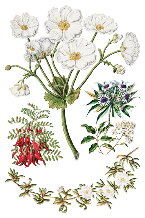 NEW IOD Sarah Featons Botanicals , Rub on Transfer 12" x 8" Pad.