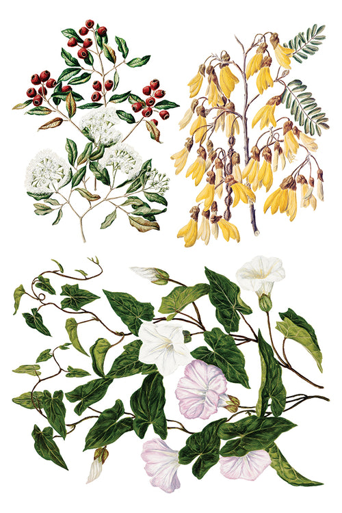 NEW IOD Sarah Featons Botanicals , Rub on Transfer 12" x 8" Pad.