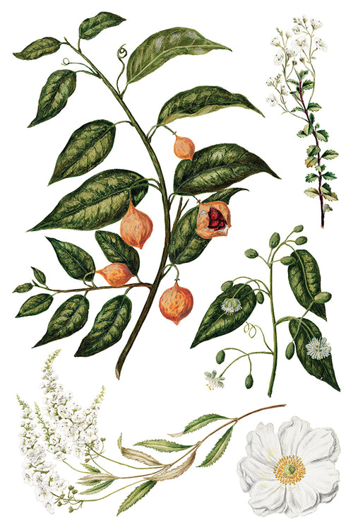 NEW IOD Sarah Featons Botanicals , Rub on Transfer 12" x 8" Pad.
