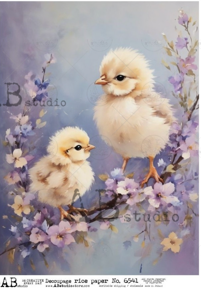 A4 Little Chicks AB Studios 6541