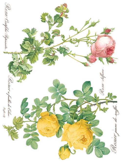 ROSE BOTANICAL  , Rub on Transfer 12" x16" Pad, 8 pages