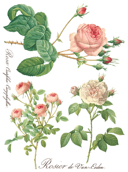 ROSE BOTANICAL  , Rub on Transfer 12" x16" Pad, 8 pages