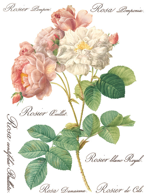 ROSE BOTANICAL  , Rub on Transfer 12" x16" Pad, 8 pages