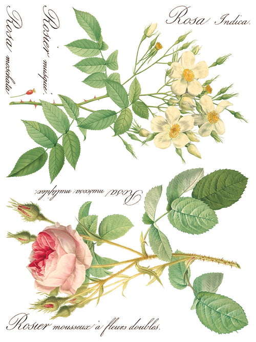 ROSE BOTANICAL  , Rub on Transfer 12" x16" Pad, 8 pages