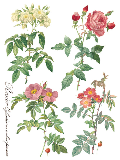 ROSE BOTANICAL  , Rub on Transfer 12" x16" Pad, 8 pages