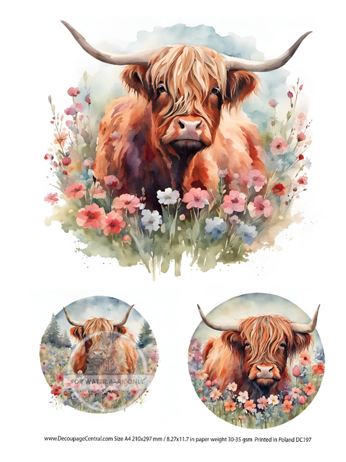 A4 Highland Cow Circles Rice Paper DC197