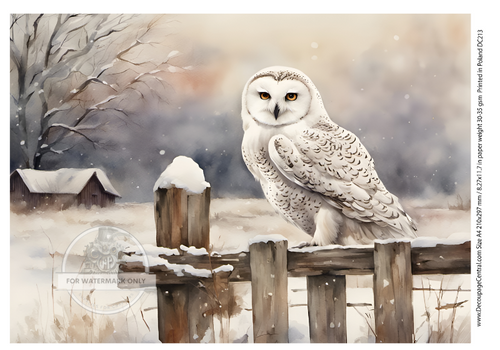 A4 Snowy Owl Rice Paper DC213