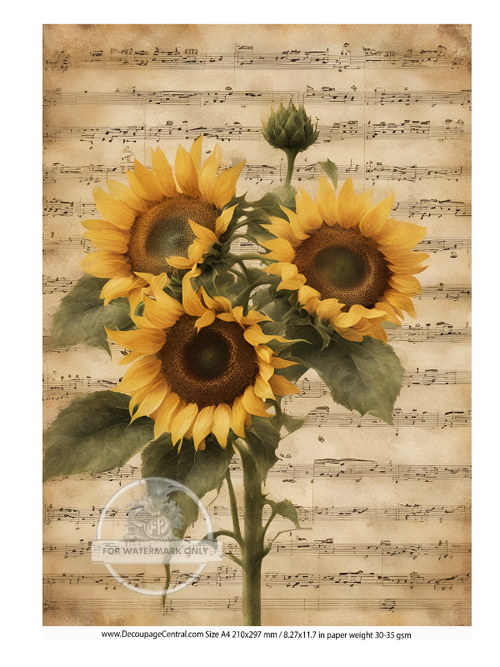 DIGITAL IMAGE: Sunflower Instant Download