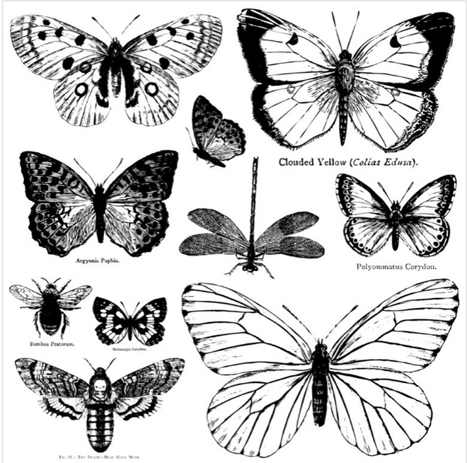 IOD Butterflies Stamp Collection 12"x 12"