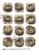 A4 Birds in Nests Multi Rice Paper 4870 - Decoupage Central