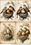 A4 DC979 Nesting Birds Collection Rice Paper for decoupage - Decoupage Central