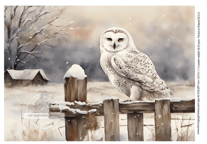 A4 Snowy Owl Rice Paper DC213 - Decoupage Central