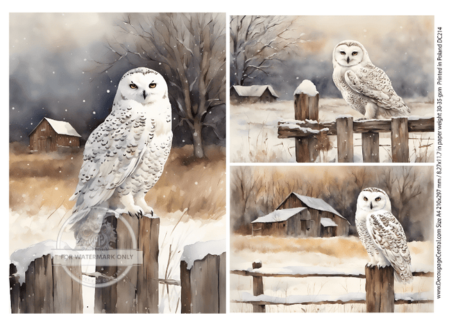 A4 Snowy Owl Trio Rice Paper DC214 - Decoupage Central