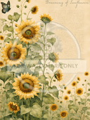 A4 Sunflower Dreamin Rice Paper DC641 - Decoupage Central
