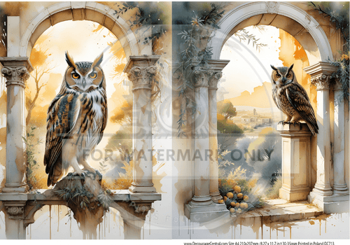 A4 Tuscan Owl Duo Rice Paper DC713 - Decoupage Central