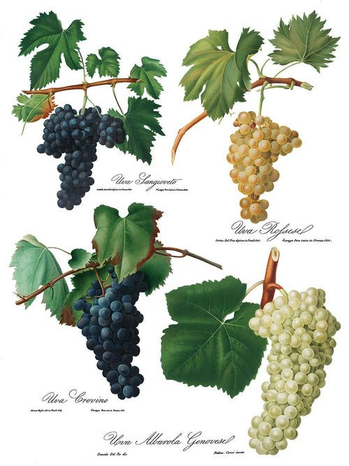 IOD CHEERS Rub on Transfer 12" x16" Retired - Decoupage Central