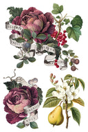 IOD Clementine Transfer , Rub on Transfer 12" x 8" Pad. - Decoupage Central