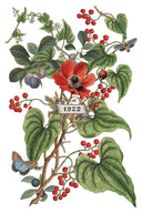 IOD Clementine Transfer , Rub on Transfer 12" x 8" Pad. - Decoupage Central