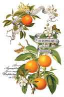 IOD Clementine Transfer , Rub on Transfer 12" x 8" Pad. - Decoupage Central