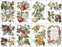 IOD Clementine Transfer , Rub on Transfer 12" x 8" Pad. - Decoupage Central