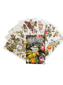 IOD Clementine Transfer , Rub on Transfer 12" x 8" Pad. - Decoupage Central