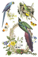 IOD Flora Greco Transfer , Rub on Transfer 12" x 8" Pad - Decoupage Central