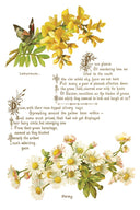 IOD LOVER OF FLOWERS, Rub on Transfer 12" x8" Pad. - Decoupage Central