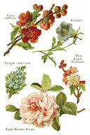 IOD LOVER OF FLOWERS, Rub on Transfer 12" x8" Pad. - Decoupage Central