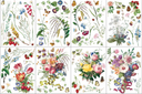 IOD Marche de Fleurs , Rub on Transfer 12" x16" Pad, 8 pages - Decoupage Central