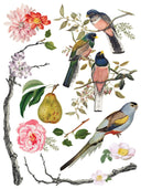 IOD Menagerie , Rub on Transfer 12" x16" Pad, 8 pages - Decoupage Central