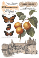IOD Saint Ouen Transfer , Rub on Transfer 12" x 8" Pad - Decoupage Central