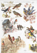 ITD A4 Rice Paper Beautiful Birds R0325 - Decoupage Central