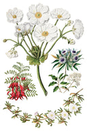 NEW IOD Sarah Featons Botanicals , Rub on Transfer 12" x 8" Pad. - Decoupage Central