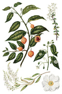 NEW IOD Sarah Featons Botanicals , Rub on Transfer 12" x 8" Pad. - Decoupage Central