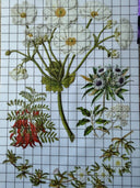 NEW IOD Sarah Featons Botanicals , Rub on Transfer 12" x 8" Pad. - Decoupage Central