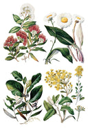 NEW IOD Sarah Featons Botanicals , Rub on Transfer 12" x 8" Pad. - Decoupage Central