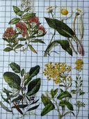 NEW IOD Sarah Featons Botanicals , Rub on Transfer 12" x 8" Pad. - Decoupage Central