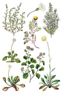 NEW IOD Sarah Featons Botanicals , Rub on Transfer 12" x 8" Pad. - Decoupage Central