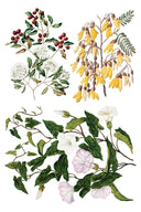 NEW IOD Sarah Featons Botanicals , Rub on Transfer 12" x 8" Pad. - Decoupage Central