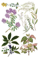 NEW IOD Sarah Featons Botanicals , Rub on Transfer 12" x 8" Pad. - Decoupage Central