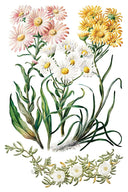 NEW IOD Sarah Featons Botanicals , Rub on Transfer 12" x 8" Pad. - Decoupage Central