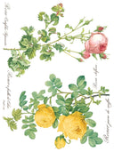 ROSE BOTANICAL , Rub on Transfer 12" x16" Pad, 8 pages - Decoupage Central