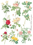ROSE BOTANICAL , Rub on Transfer 12" x16" Pad, 8 pages - Decoupage Central