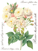 ROSE BOTANICAL , Rub on Transfer 12" x16" Pad, 8 pages - Decoupage Central