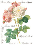 ROSE BOTANICAL , Rub on Transfer 12" x16" Pad, 8 pages - Decoupage Central